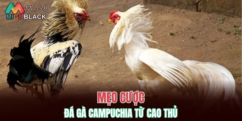 Nhóm Kéo Baccarat - Nhận Biết Lừa Đảo Khi Gia Nhập 7 Mẹo cược đá gà Campuchia từ cao thủ