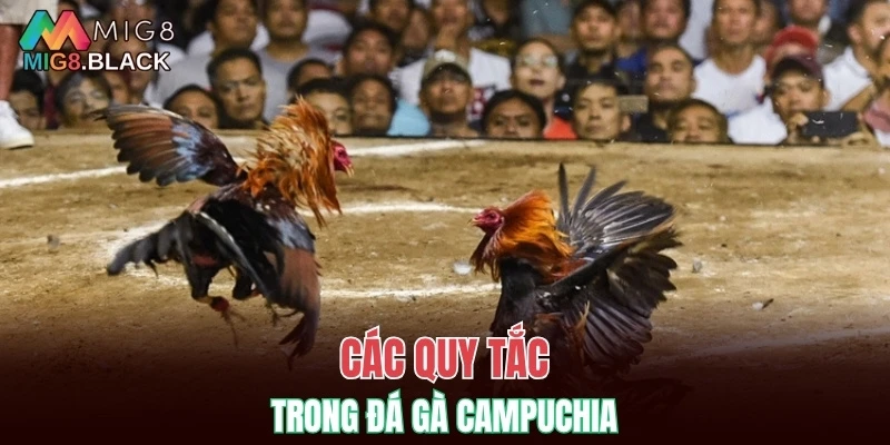 Nhóm Kéo Baccarat - Nhận Biết Lừa Đảo Khi Gia Nhập 6 Các quy tắc trong đá gà Campuchia
