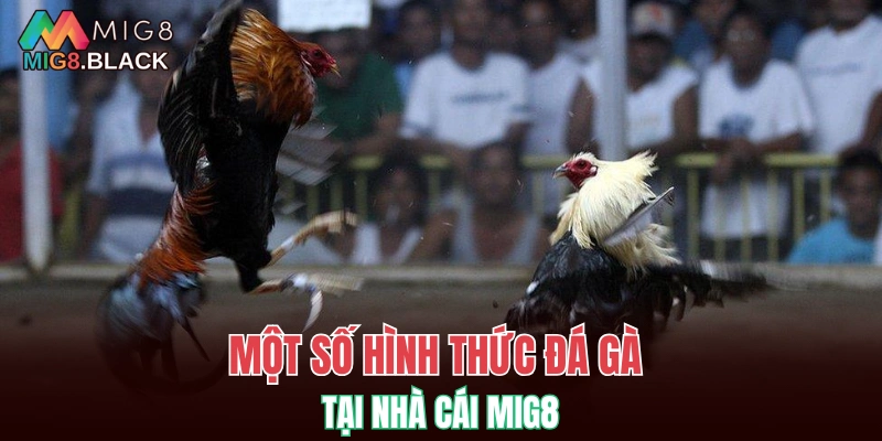 Đá Gà MIG8 5 Một số hình thức đá gà tại nhà cái MIG8