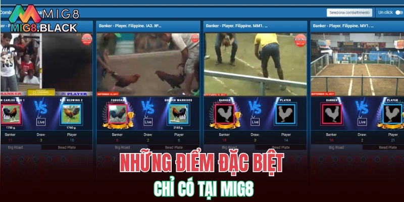 Đá Gà MIG8 6 Những điểm đặc biệt chỉ có tại đá gà MIG8