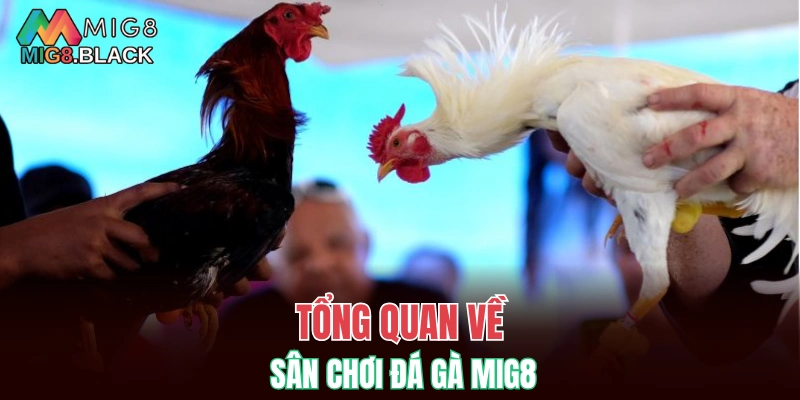 Đá Gà MIG8 4 Tổng quan về sân chơi đá gà MIG8
