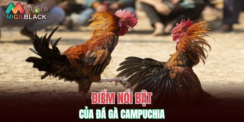 Nhóm Kéo Baccarat - Nhận Biết Lừa Đảo Khi Gia Nhập 5 Điểm nổi bật của đá gà Campuchia
